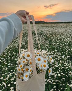 a person is holding a bag with daisies in the middle of a field at sunset