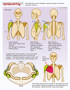 the anatomy of the human body is shown in this diagram, and shows how it looks like