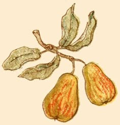 a drawing of some kind of fruit hanging from a tree branch with leaves on it