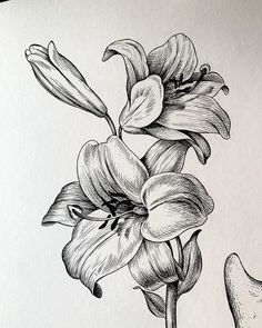 a pencil drawing of a flower on a piece of paper with an inking pen