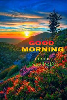 the words good morning are shown above colorful flowers on a mountain top with sunset in the background