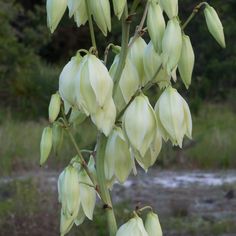 some white flowers are hanging from a tree