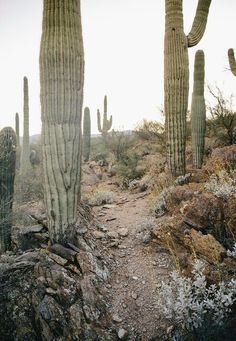 there are many cacti in the desert