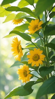 the sunflowers are blooming very bright in the day light, with green leaves surrounding them