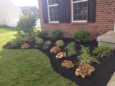 a front yard garden with black mulch and flowers in the foreground, grass on the ground