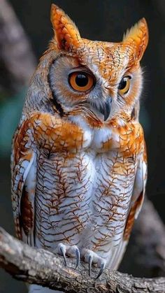 an owl sitting on top of a tree branch with orange and white markings around it's eyes