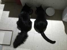 two black cats standing next to each other on the floor