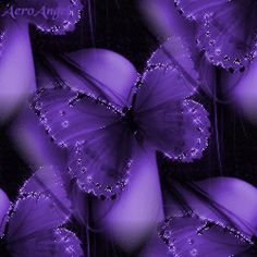 purple butterflies with water droplets on them