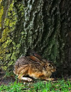 a rabbit is sitting in the grass next to a tree with moss growing on it