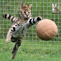 a cat is playing with a soccer ball in the grass near a wire fence and green grass