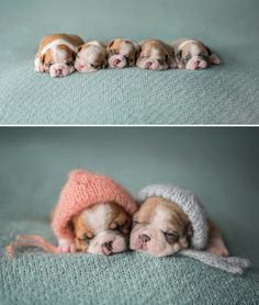 four puppies in hats are sleeping together on the floor and one puppy is wearing a pink hat