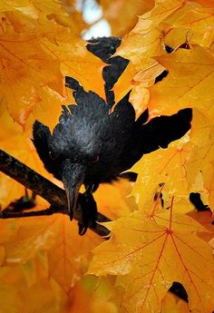 a black bird sitting on top of a tree branch with yellow leaves around it's neck