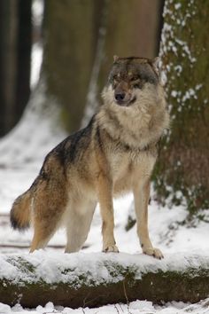 a wolf standing on a log in the snow