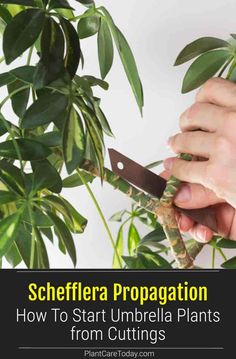 someone is cutting up some plants with a pair of scissors in front of them and the words schefflera propagation how to start umbella plants from cuttings