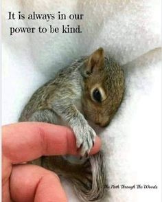 a small squirrel sitting in the middle of someone's hand with a quote on it