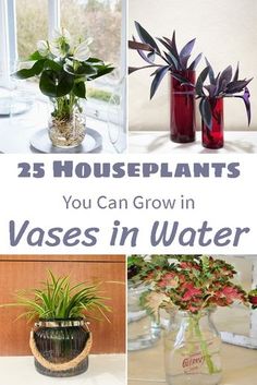 vases with plants in them and the words 25 houseplants you can grow in