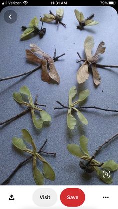 some leaves and twigs are arranged on the floor next to each other with one leaf missing