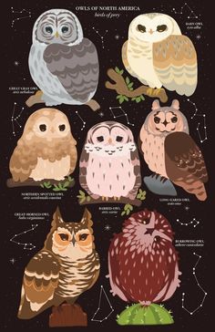 an image of owls in the sky with stars and lines on it's back