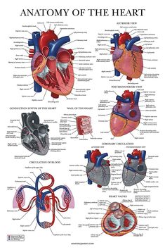 the anatomy of the heart poster