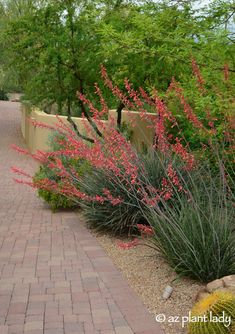 some pink flowers are in the middle of a brick path and bushes on either side