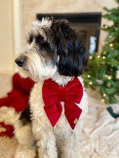 a black and white dog with a red bow tie sitting in front of a christmas tree