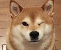 a close up of a dog on a tile floor with its eyes closed and it's head tilted to the side