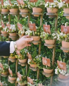 a man is placing small plants in pots on the wall with name tags attached to them