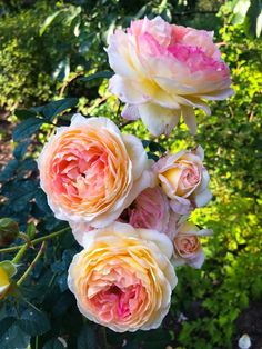 pink and yellow roses are blooming in the sun on a sunny day with greenery behind them