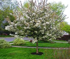 a tree with white flowers is in the middle of a yard and some bushes are around it