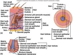 diagram of the structure of human hair