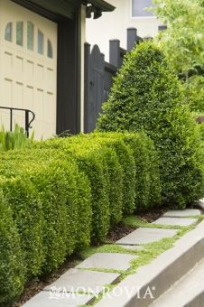 a row of hedges next to a house with a door and window in the background