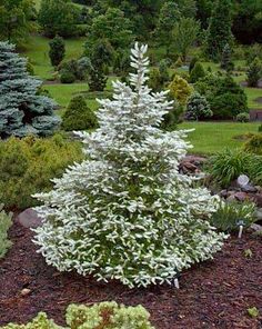 a small white tree in the middle of a garden