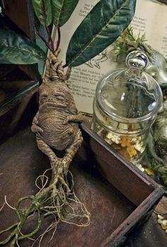 an open book sitting on top of a wooden table next to a plant and glass jar