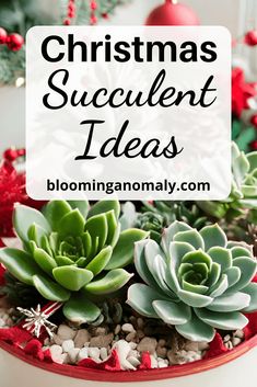 DIY Christmas Succulent Ideas as a Gift and More Succulent Gift Ideas Christmas, Succulents Christmas Tree, Holiday Succulent Arrangements, How To Make A Succulent Christmas Tree, Succulent Christmas Wreath, Diy Succulent Gift Ideas, Succulent Christmas Decorations, Succulent Christmas Tree Diy