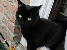 a black cat sitting on the side of a window sill next to a brick wall