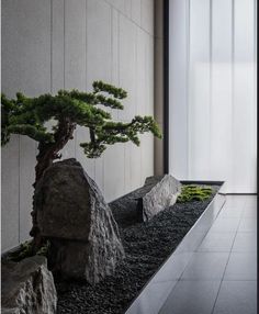 a bonsai tree in front of a wall with rocks and grass on the ground