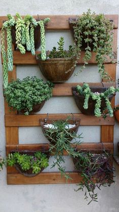 an assortment of potted plants mounted to a wall