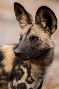 a spotted hyena looks at the camera with an alert look on its face