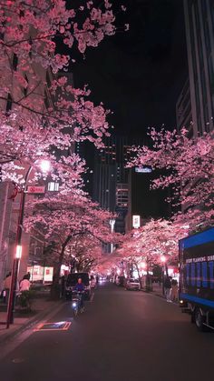 cherry blossom trees line the street at night