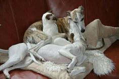 two dogs laying on top of a couch covered in blankets