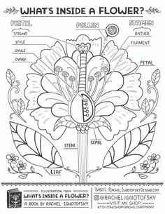 what's inside a flower? coloring page for adults and children, with instructions