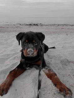 a black and brown dog laying in the sand