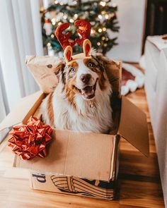 a dog wearing reindeer antlers sitting in a box