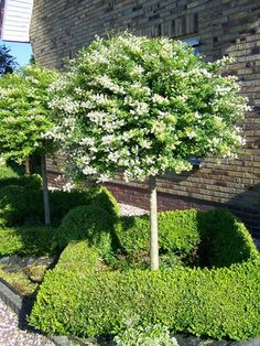 a tree that is in the middle of some bushes