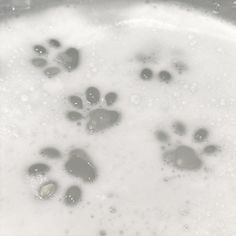 the water is full of bubbles and paw prints in it's foamy liquid