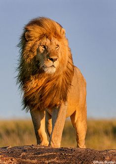 a lion standing on top of a large rock