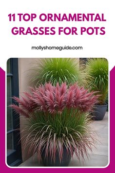 the top ornamental grasses for pots