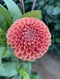 a large pink flower with green leaves around it's center, in the middle of a garden