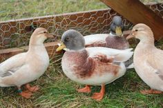 four ducks are standing in the grass near a fence