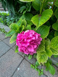 a pink flower sitting on the ground next to green leaves